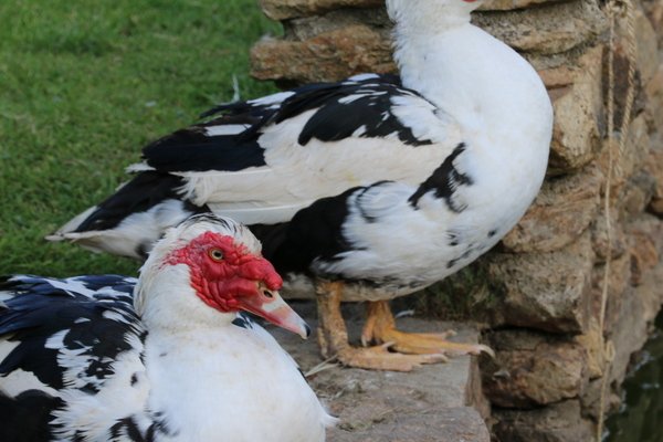  photo de La Bête à Cornes à la Ferme-Théâtre de Bellevue